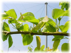 �L�����̓E��