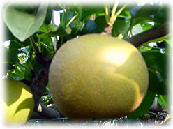 �L�����̎��n