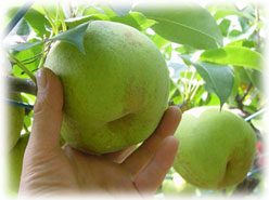 かおり梨イメージ