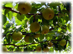 �K�����C���[�W