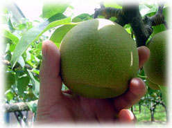 �K���Ȃ��C���[�W