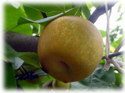 �K�����C���[�W