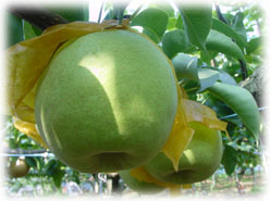 なし園で育つかおり梨