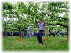 �V�����C���[�W