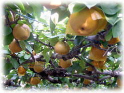 �V�����C���[�W