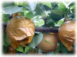 �V�����C���[�W