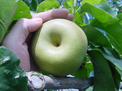 クリックすると元のサイズで表示します